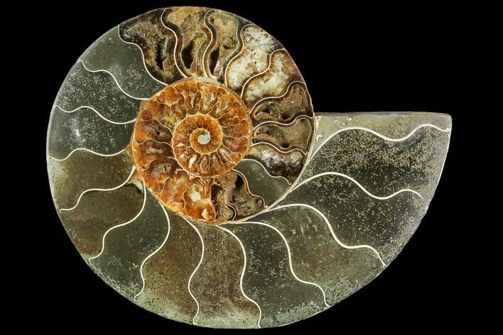 Bargain, Agatized Ammonite Fossil (Half) - Crystal Chambers #111548